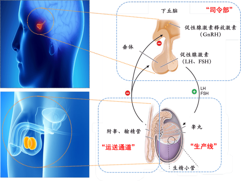 久备不孕？男性不育的背後原因分析！
