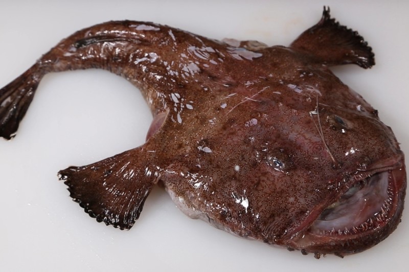 好吃營養高,認準這4種是野生海魚！